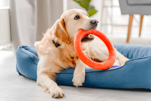 The Importance of Playtime for Pets