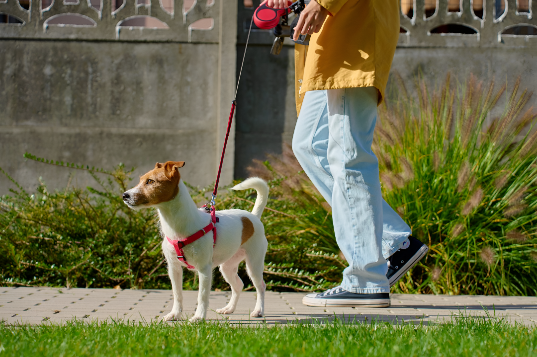 Choosing the Perfect Pet Leash for Safety