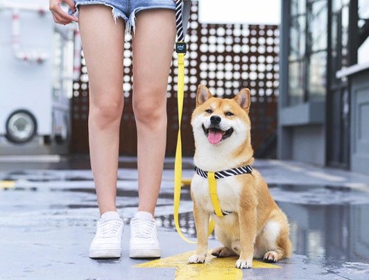 Pet Dog Chest Strap Harness for Comfortable Control