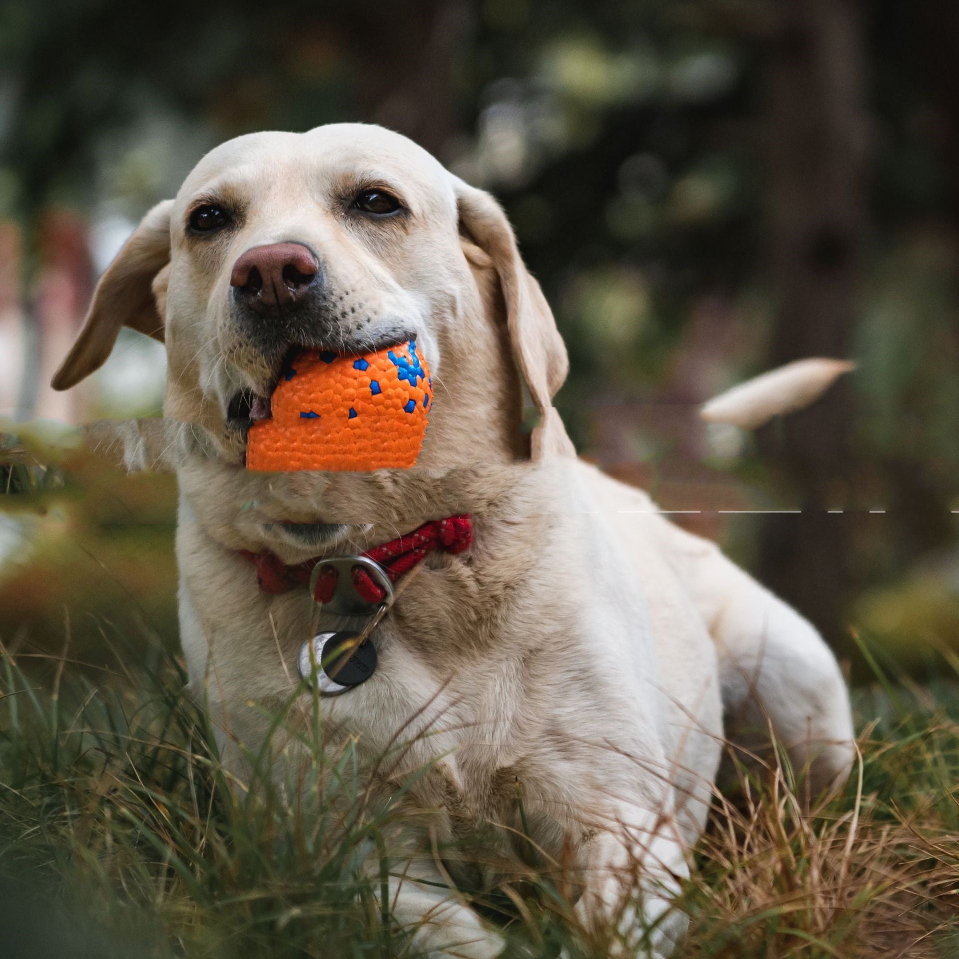 Durable Bite Resistant Pet Toy Burst Ball