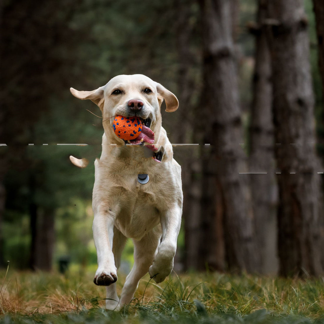 Durable Bite Resistant Pet Toy Burst Ball