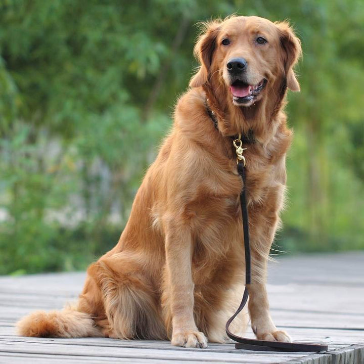 Cowhide Chain Elastic Competition Band For Pet
