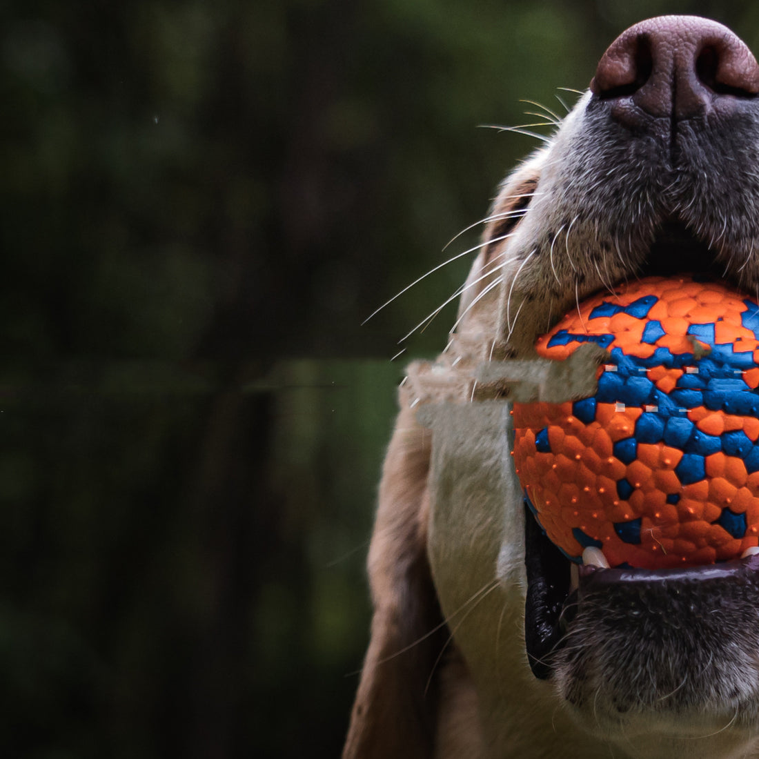 Durable Bite Resistant Pet Toy Burst Ball