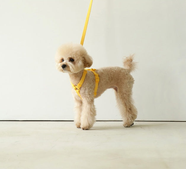 Macaron Style Pet Leash Stylish Durable Design